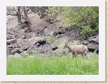 GunnyGorge 037 * Big horn sheep * Big horn sheep * 2560 x 1920 * (1.11MB)
